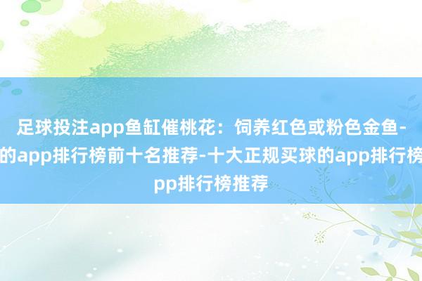 足球投注app鱼缸催桃花：饲养红色或粉色金鱼-买球的app排行榜前十名推荐-十大正规买球的app排行榜推荐