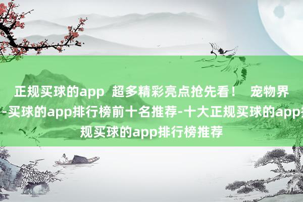 正规买球的app  超多精彩亮点抢先看！  宠物界 “奥运会”-买球的app排行榜前十名推荐-十大正规买球的app排行榜推荐